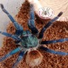 TARANTULA